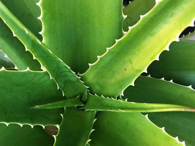 Aloe Vaombe | Aloe | Aloaceae