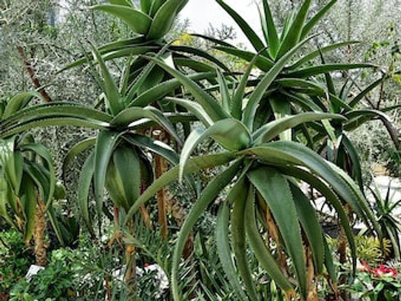 Aloe Vaombe | Aloe | Aloaceae