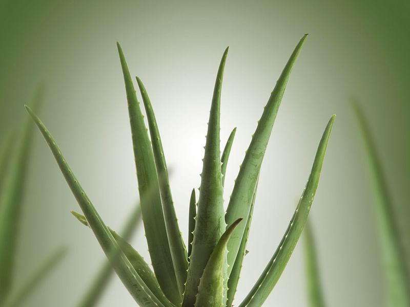 Aloe Vera | Aloe | Aloaceae