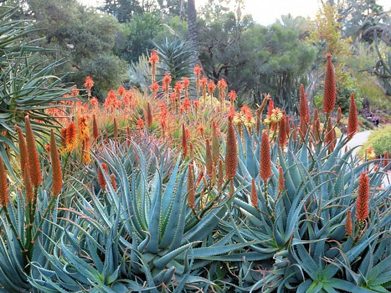Aloe X Principis | Aloe | Aloaceae