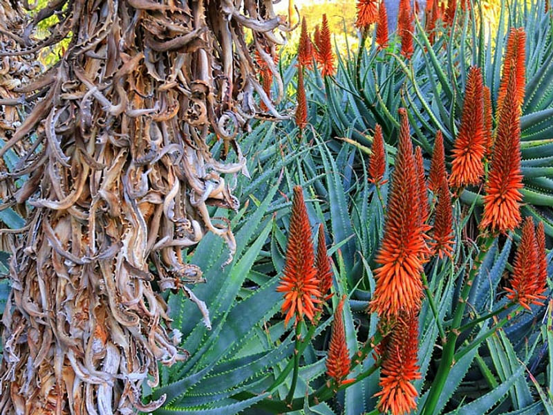 Aloe X Principis | Aloe | Aloaceae