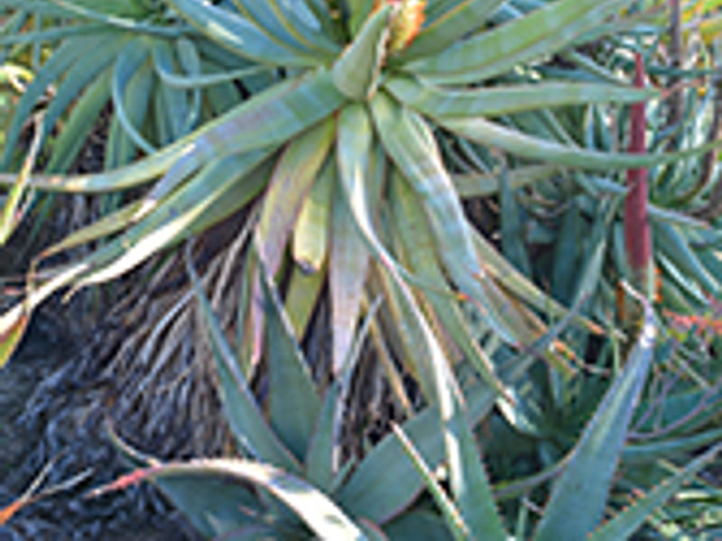 Aloe X Principis | Aloe | Aloaceae
