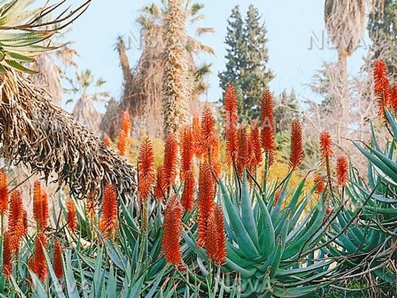 Aloe X Principis | Aloe | Aloaceae