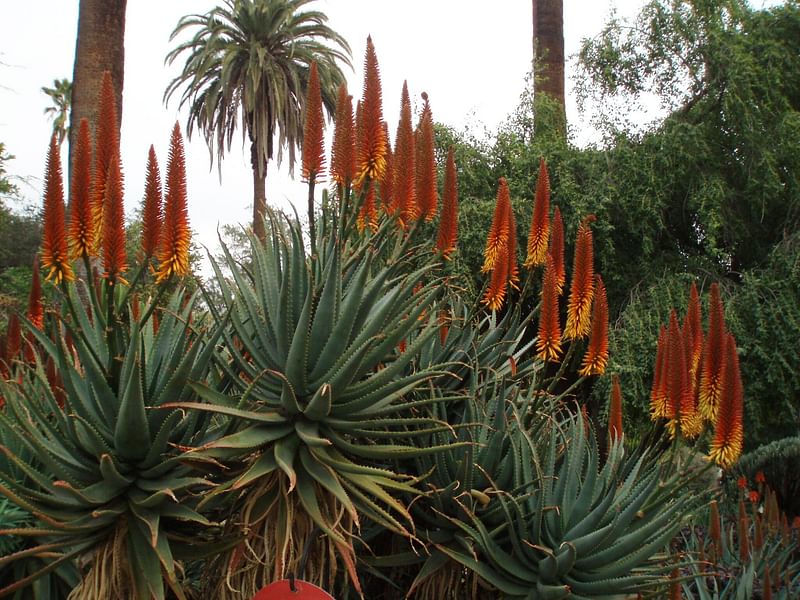 Aloe X Principis | Aloe | Aloaceae