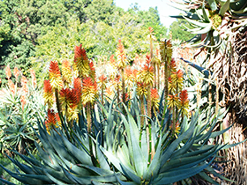 Aloe X Principis | Aloe | Aloaceae