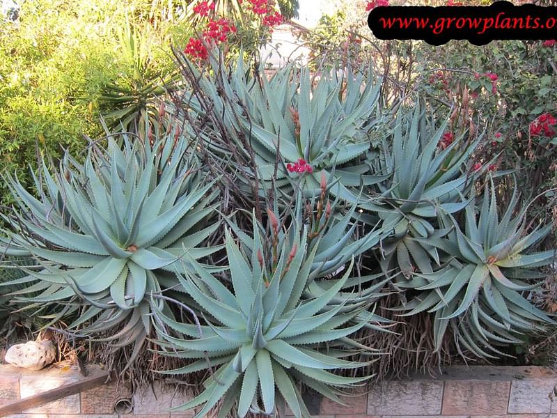 Aloe X Principis | Aloe | Aloaceae