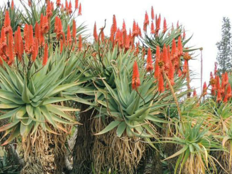 Aloe X Principis | Aloe | Aloaceae