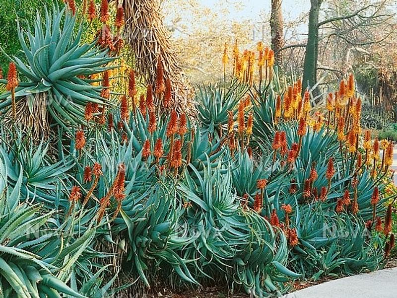 Aloe X Principis | Aloe | Aloaceae
