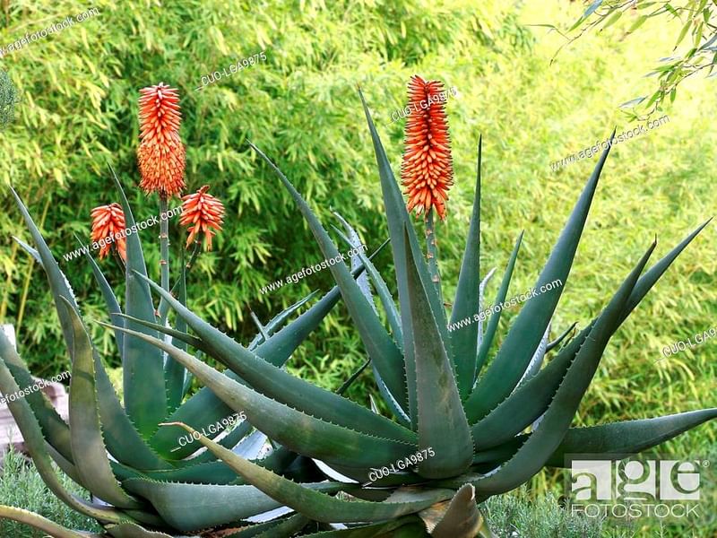 Aloe X Principis | Aloe | Aloaceae