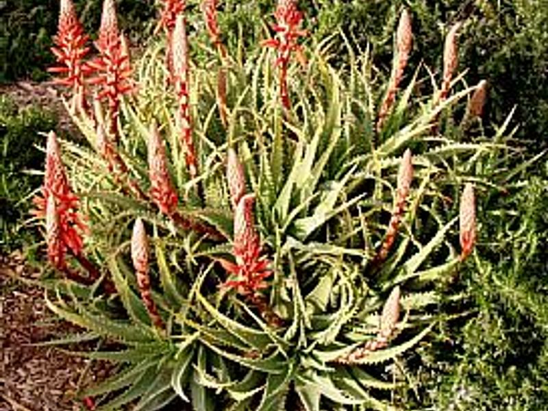 Aloe X Spinosissima | Aloe | Aloaceae