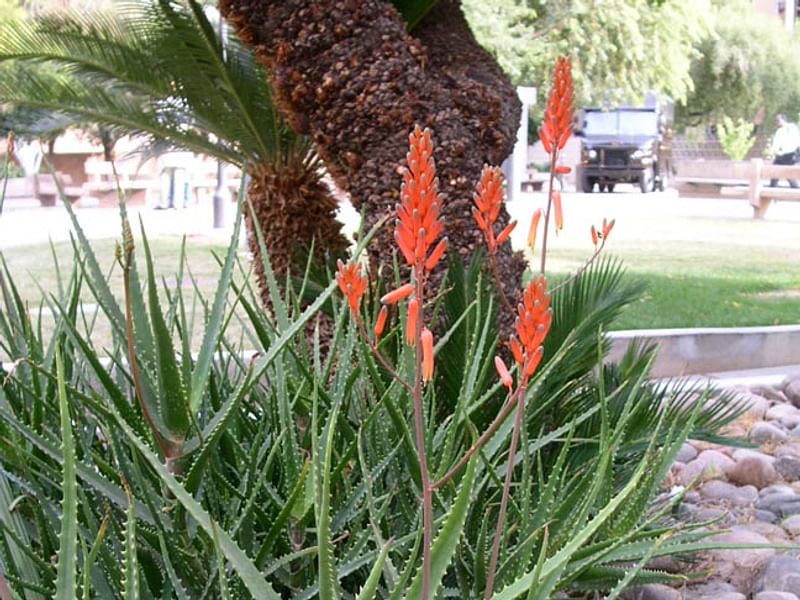 Aloe X Spinosissima | Aloe | Aloaceae