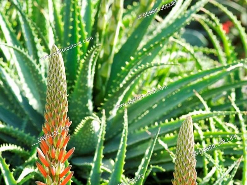 Aloe X Spinosissima | Aloe | Aloaceae