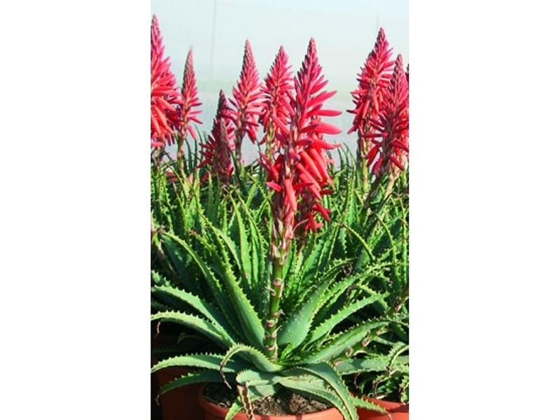 Aloe X Spinosissima | Aloe | Aloaceae