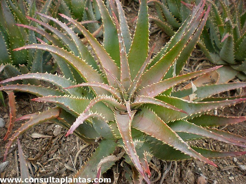 Aloe X Spinosissima | Aloe | Aloaceae