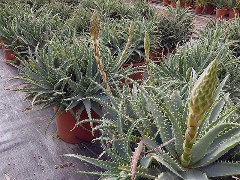 Aloe X Spinosissima | Aloe | Aloaceae