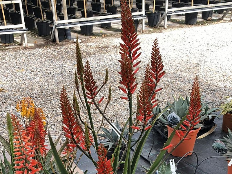 Aloe X Spinosissima | Aloe | Aloaceae