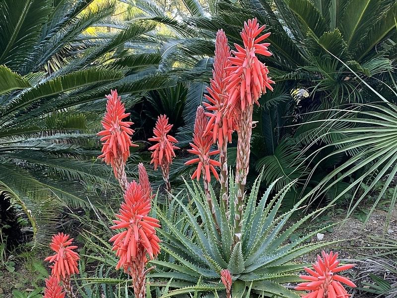 Aloe X Spinosissima | Aloe | Aloaceae