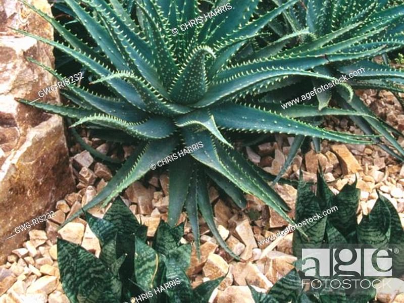 Aloe X Spinosissima | Aloe | Aloaceae