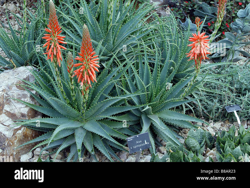 Aloe X Spinosissima | Aloe | Aloaceae