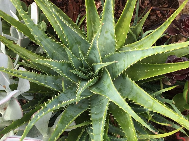Aloe X Spinosissima | Aloe | Aloaceae