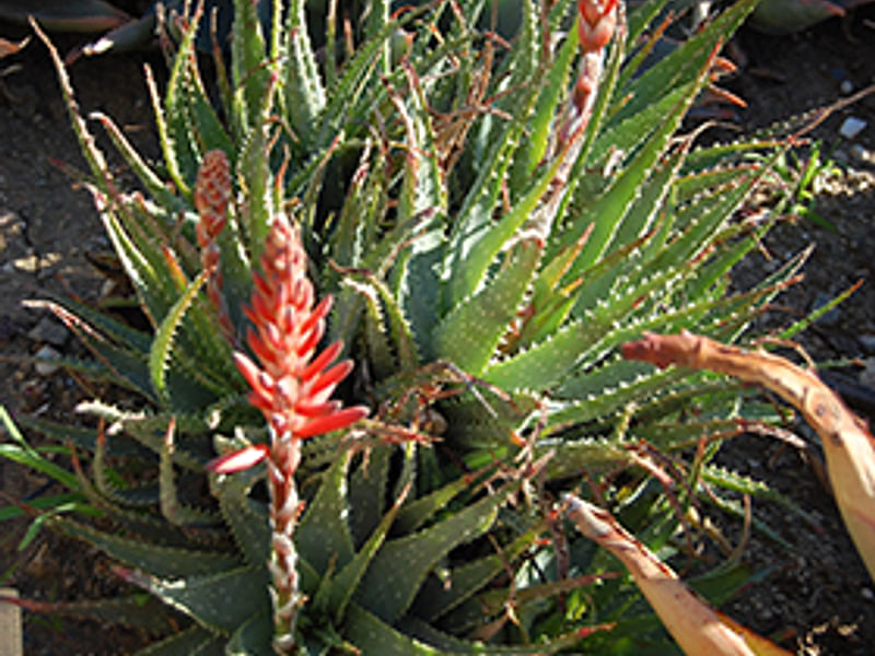 Aloe X Spinosissima | Aloe | Aloaceae