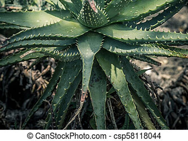 Aloe X Spinosissima | Aloe | Aloaceae