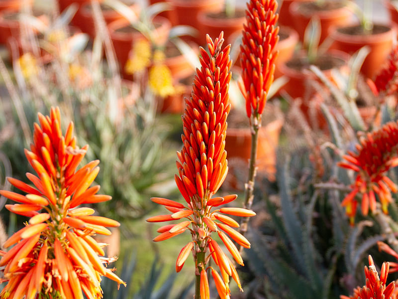 Aloe X Spinosissima | Aloe | Aloaceae