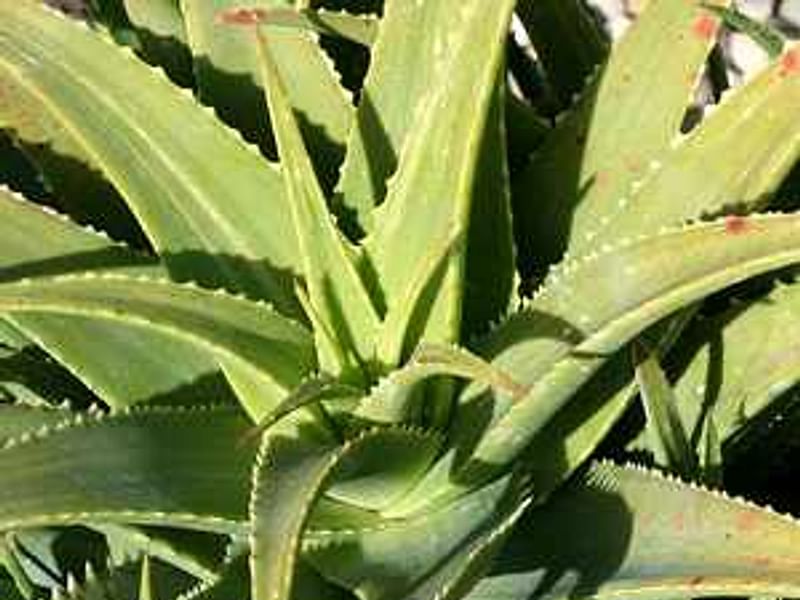 Aloe X Spinosissima | Aloe | Aloaceae