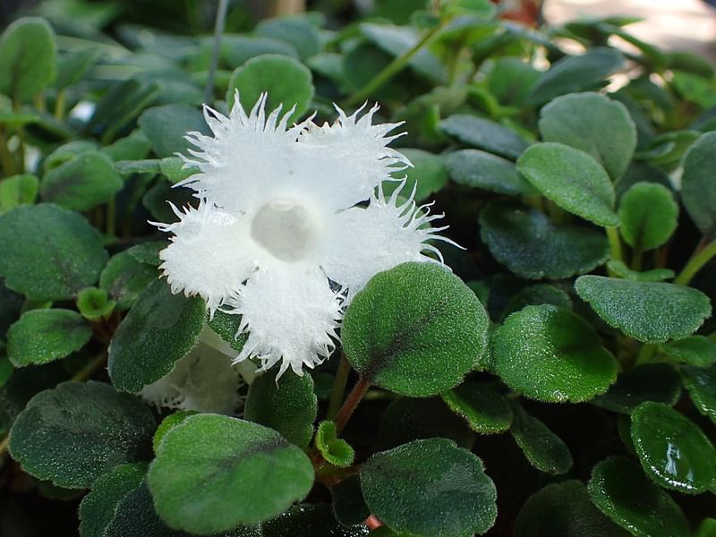 Alsobia Dianthiflora | Alsobia | Gesneriaceae