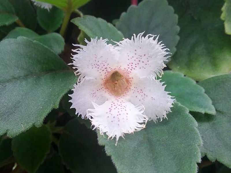 Alsobia Dianthiflora | Alsobia | Gesneriaceae