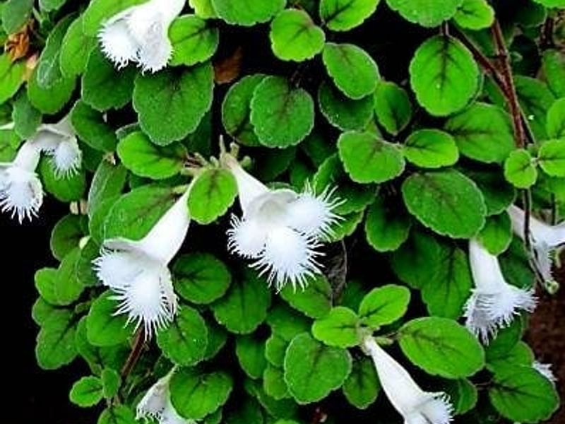 Alsobia Dianthiflora | Alsobia | Gesneriaceae