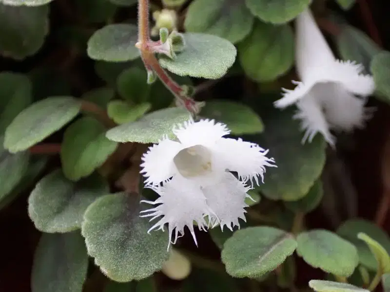 Alsobia Dianthiflora | Alsobia | Gesneriaceae