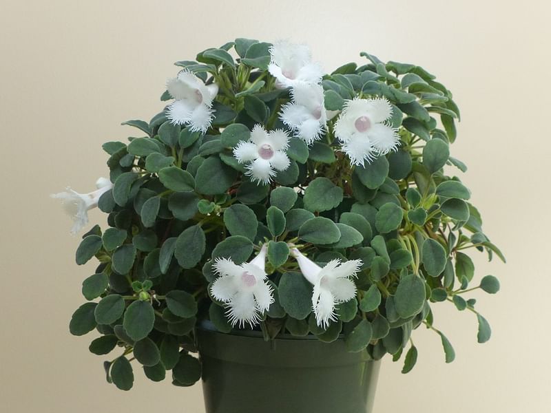 Alsobia Dianthiflora | Alsobia | Gesneriaceae