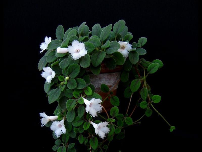 Alsobia Dianthiflora | Alsobia | Gesneriaceae