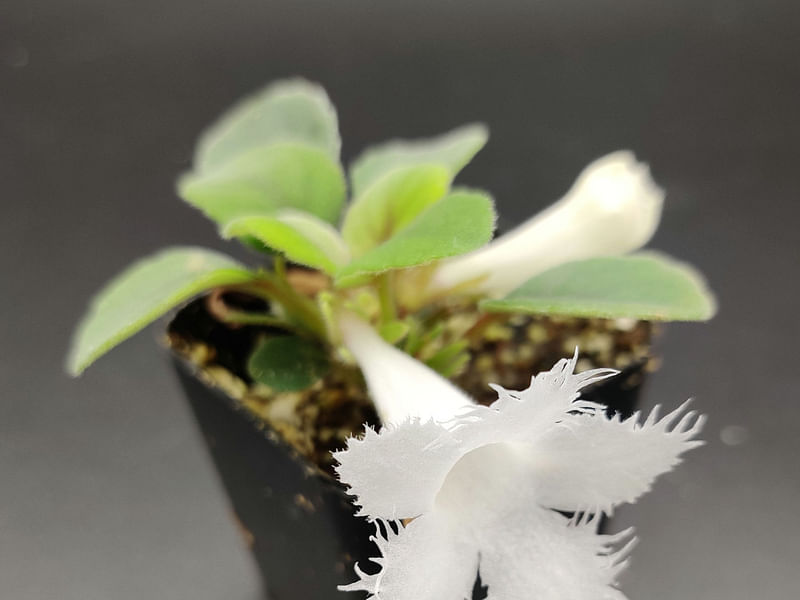 Alsobia Dianthiflora | Alsobia | Gesneriaceae