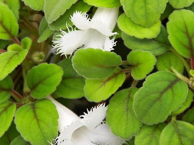 Alsobia Dianthiflora | Alsobia | Gesneriaceae