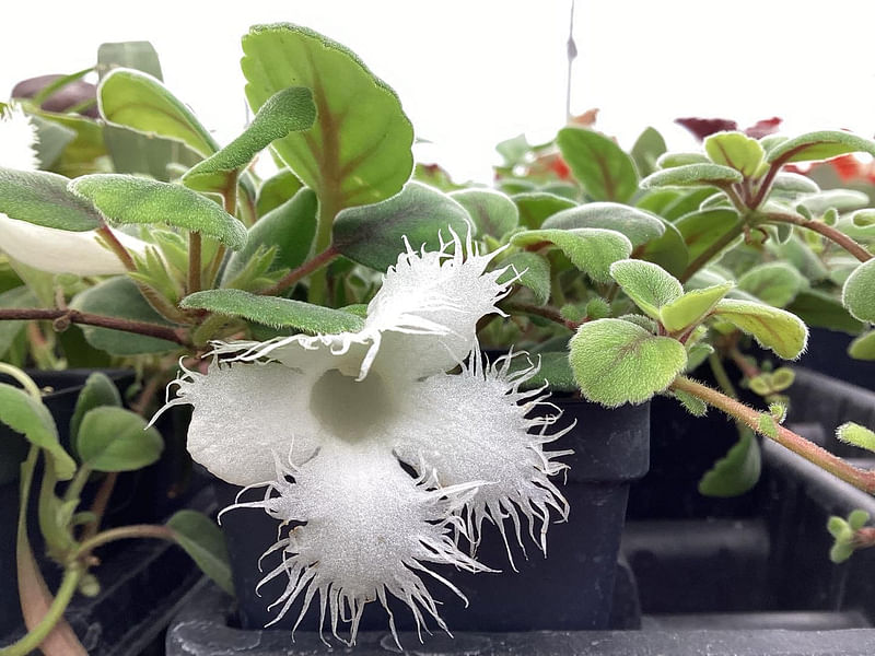 Alsobia Dianthiflora | Alsobia | Gesneriaceae