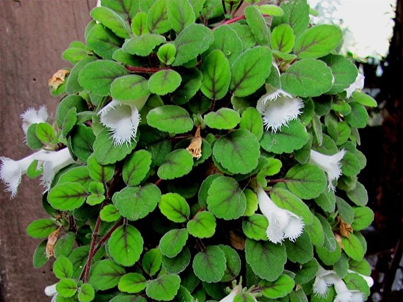 Alsobia Dianthiflora | Alsobia | Gesneriaceae