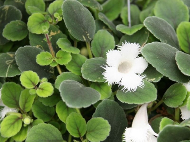 Alsobia Dianthiflora | Alsobia | Gesneriaceae