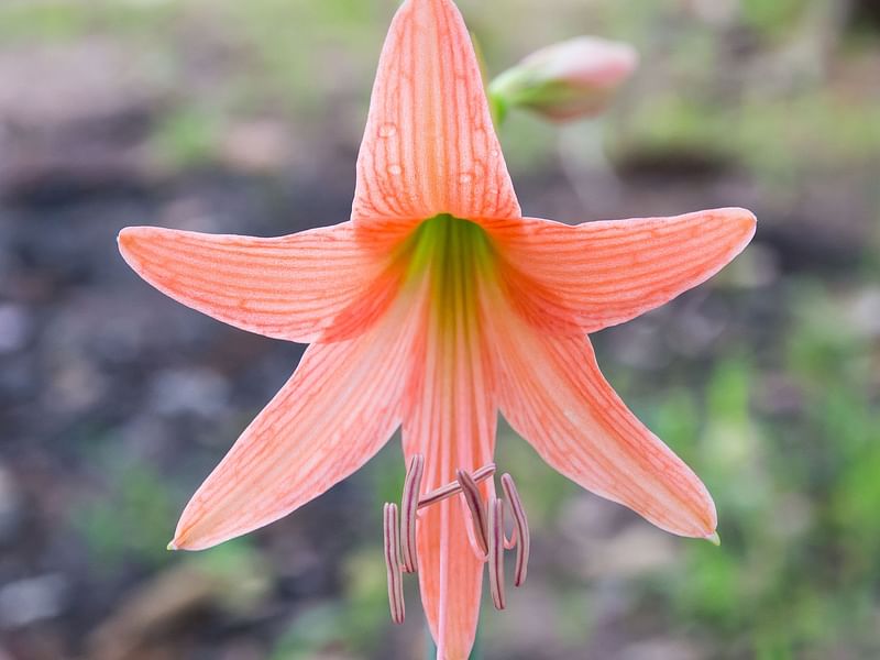 Amaryllidaceae