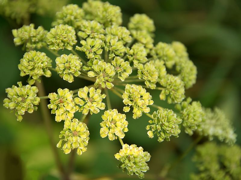 Apiaceae