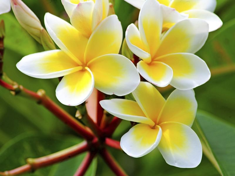 Apocynaceae