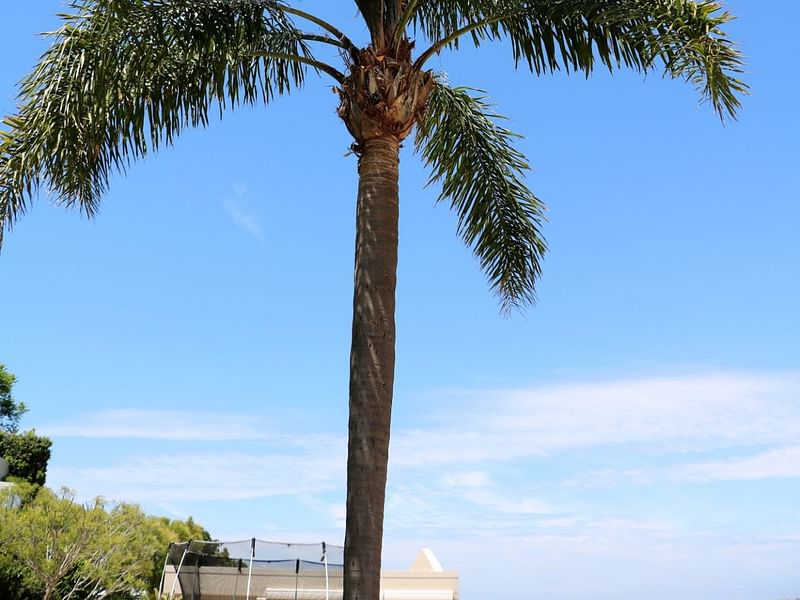 Arecaceae