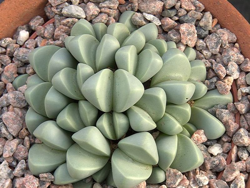 Argyroderma Patens | Argyroderma | Aizoaceae
