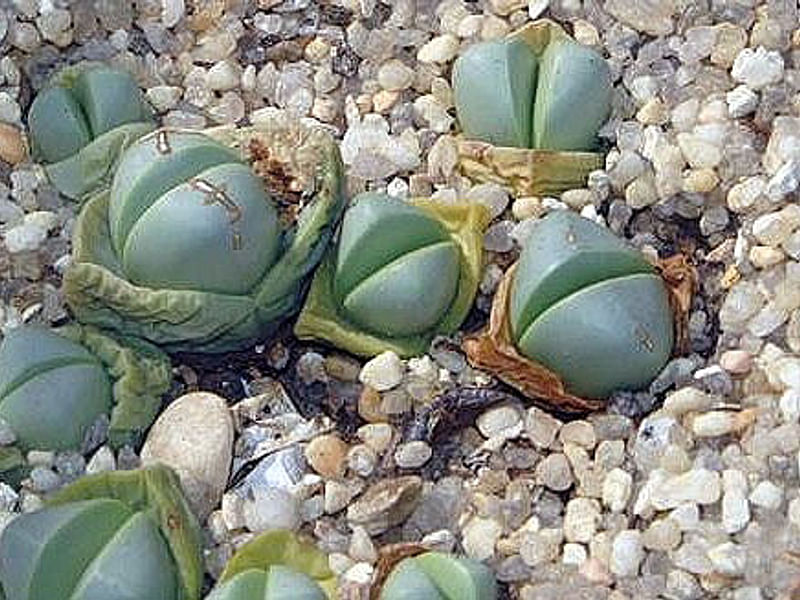 Argyroderma Patens | Argyroderma | Aizoaceae