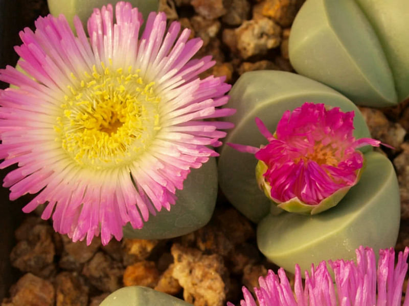 Argyroderma Patens | Argyroderma | Aizoaceae