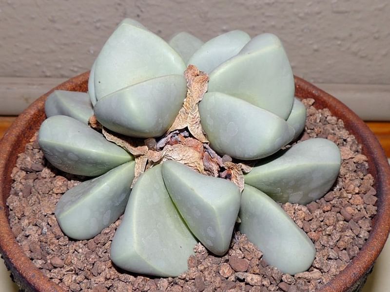 Argyroderma Patens | Argyroderma | Aizoaceae