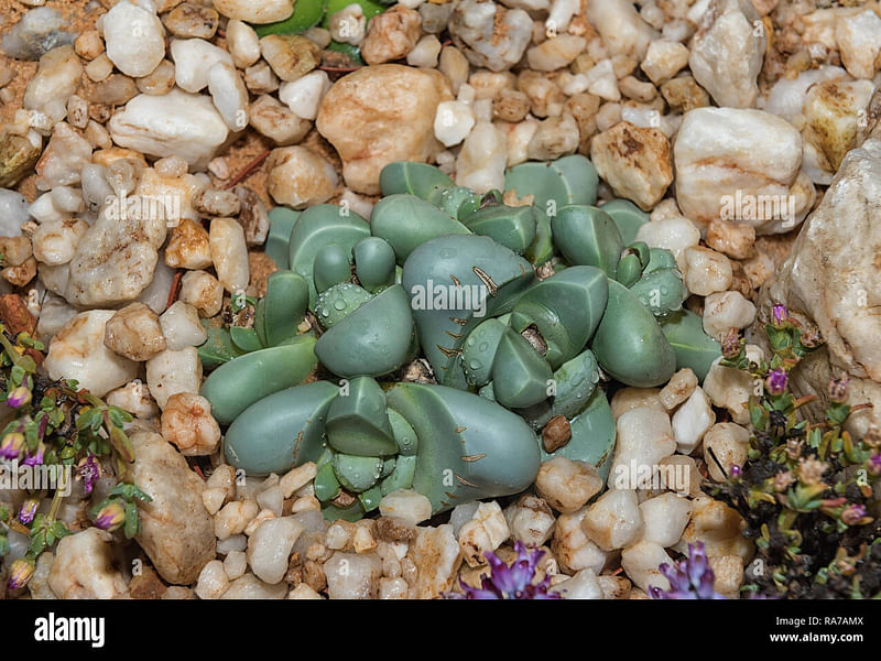 Argyroderma Patens | Argyroderma | Aizoaceae