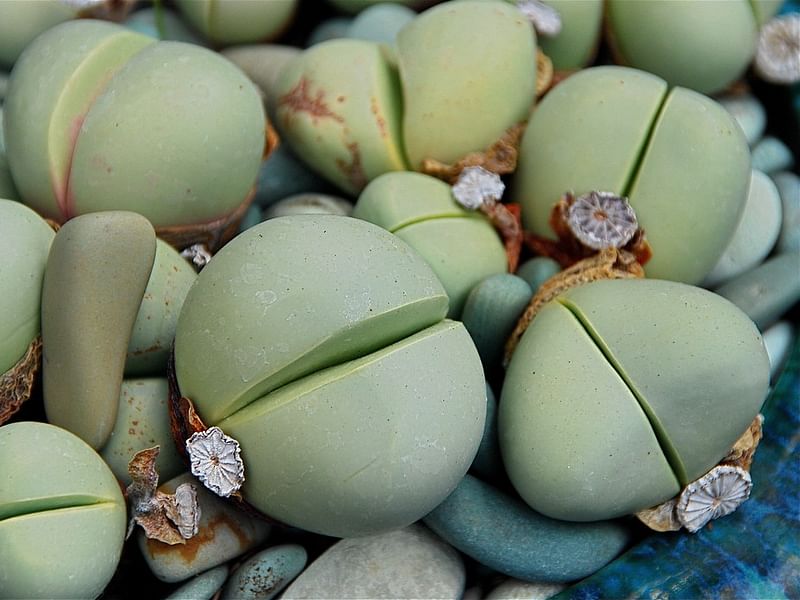 Argyroderma Patens | Argyroderma | Aizoaceae