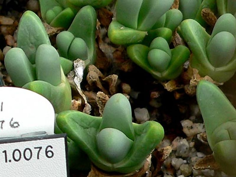 Argyroderma Patens | Argyroderma | Aizoaceae